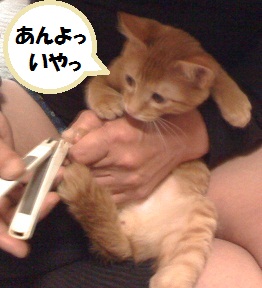 チャチャ