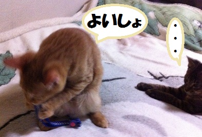 チャチャとタイガ