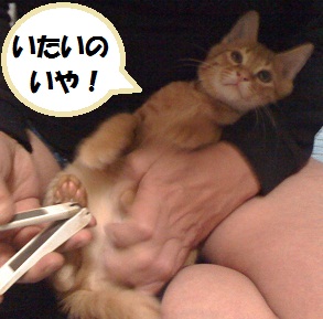 チャチャ