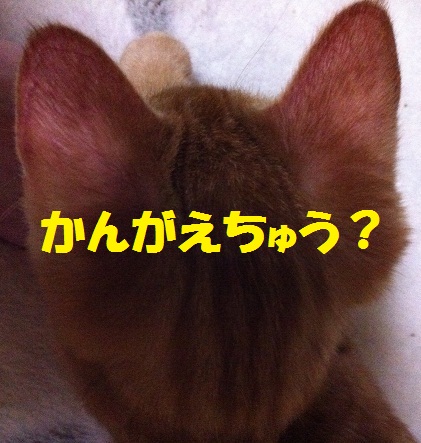 チャチャ