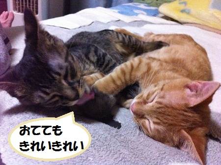 チャチャとタイガ