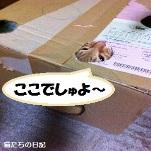 チャチャ