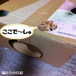 チャチャ
