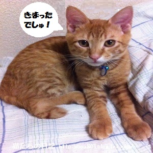 もてもてでしゅね~