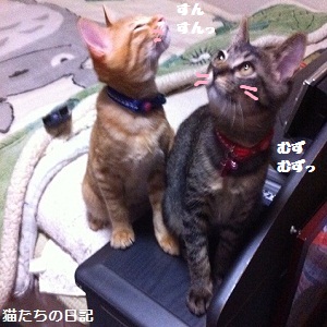 チャチャとタイガ
