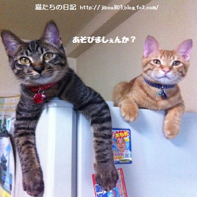 おもしろいことしましゅよ♪