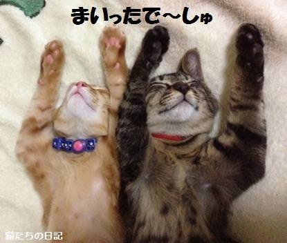 チャチャとタイガ