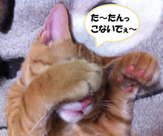 チャチャ