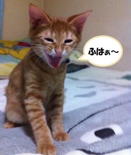 チャチャ