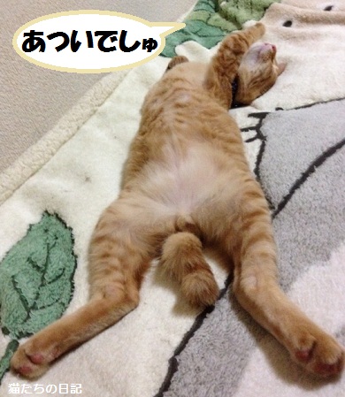 チャチャ