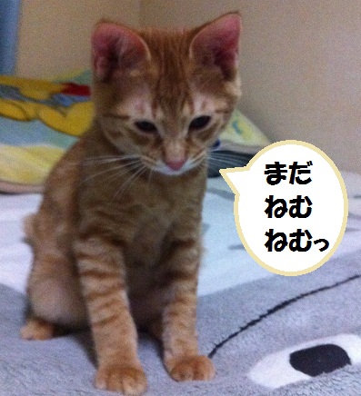 チャチャ