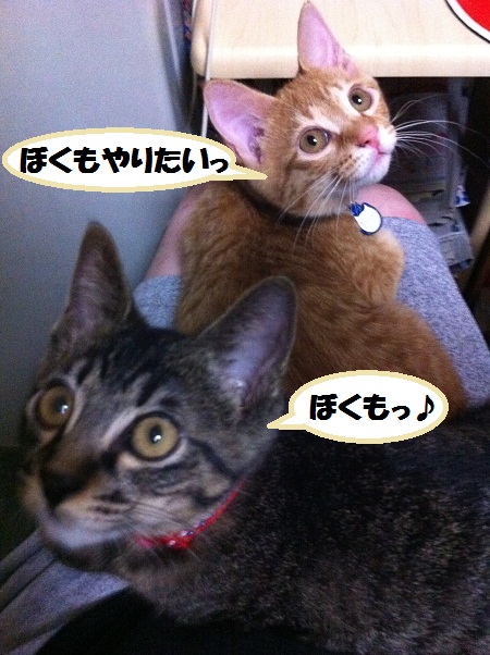 チャチャとタイガ