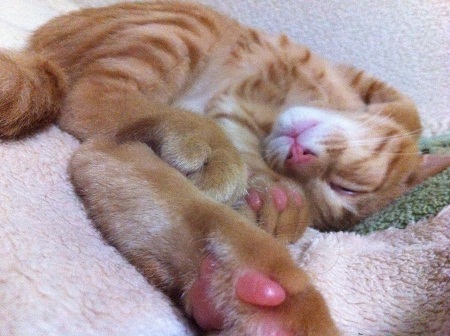 チャチャ