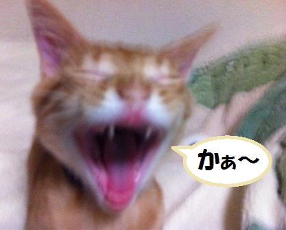 チャチャ