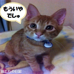 チャチャ