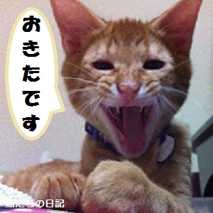 チャチャ