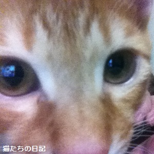 チャチャ