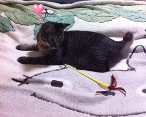 きゃっきゃっきゃっ♪♪♪