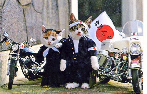 なめねこ