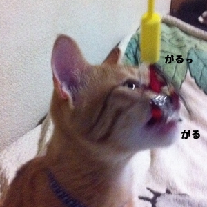 ちくわの あじがしましゅ!