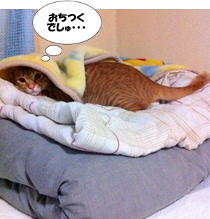 ちくわと おなじくらい だいすきでしゅ♥