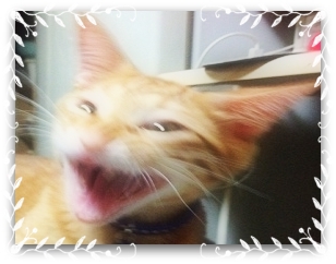 チャチャ