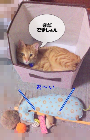 ごはんは ここでたべましゅ♪