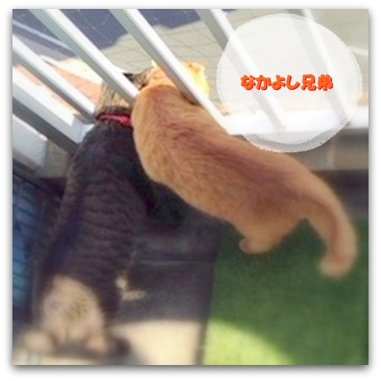 ぼくたち ずっと いっしょでしゅ♪