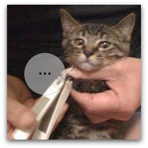 つめは のびてましぇん・・