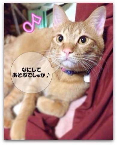 きょうは くろちゃんが いいでしゅ♪