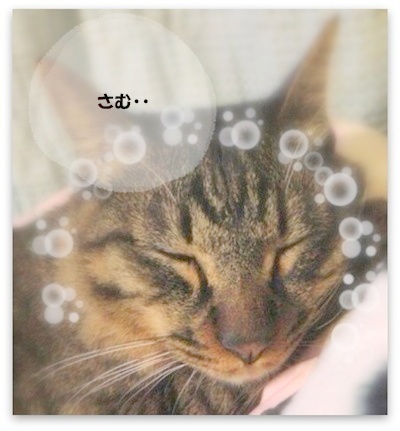 ちゃ~たんは かぜひかないとわからないでしゅね・・・