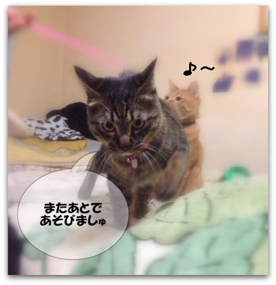 ちゃ~たんが たのしいなら いいんでしゅ