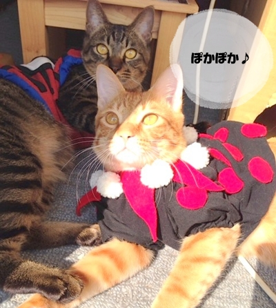 きもちいいでぇ~しゅ♪
