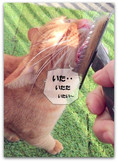 このへんで かんべんするでしゅか・・・
