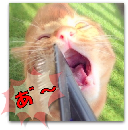 まだ おおきなおくちができるでしゅ!