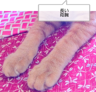 ぼくも ちゃ~たん♪