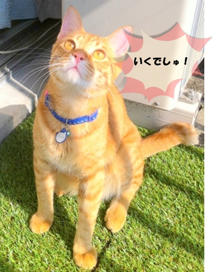 おもしろそうでしゅ♪