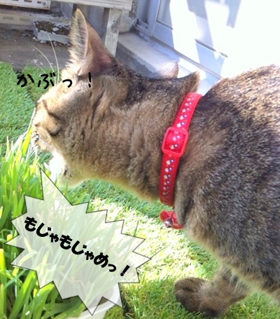 ぼくが あじみするでしゅ!