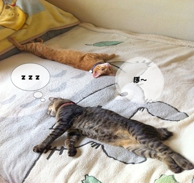 ちょう あついでしゅ!!