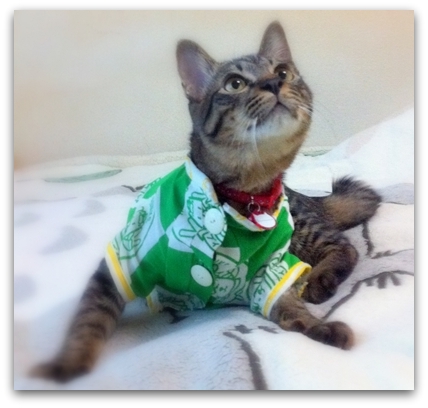 ごきげんで~しゅ♪