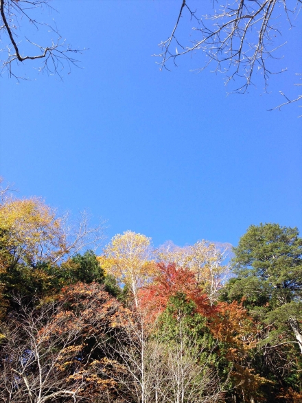 TUBAKUROSU (9)