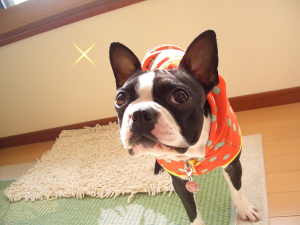 MwuUXZNDTsXWlS91353039859_1353039998_convert_縮