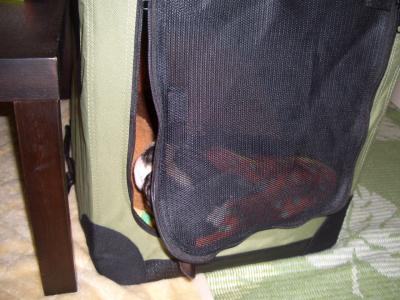 CIMG5626_convert_20121206124648縮