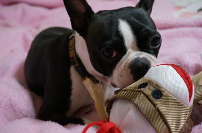DSC00127_convert_20130117095238あつ
