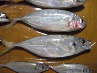CIMG0920_convert_20120820230410.jpg