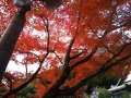 IMG_20141118_120049.jpg
