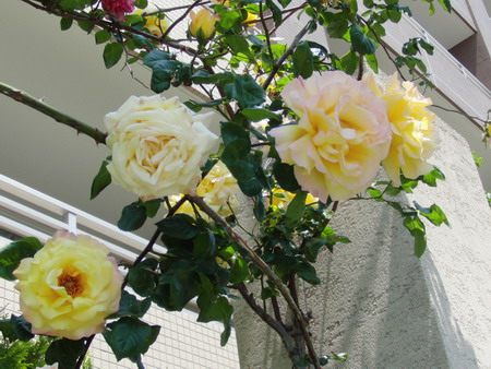 大輪のバラ・黄色