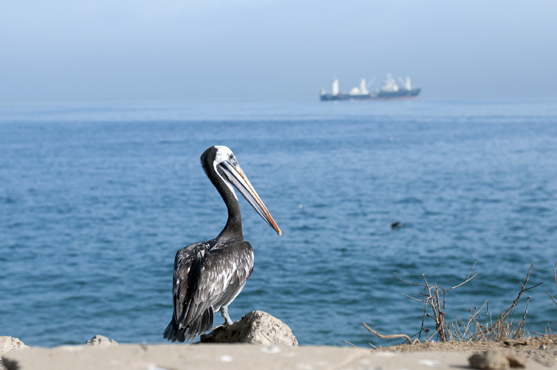DSC_2387.jpg