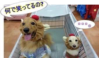 何だろね?