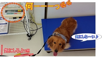 犬太郎体重測定